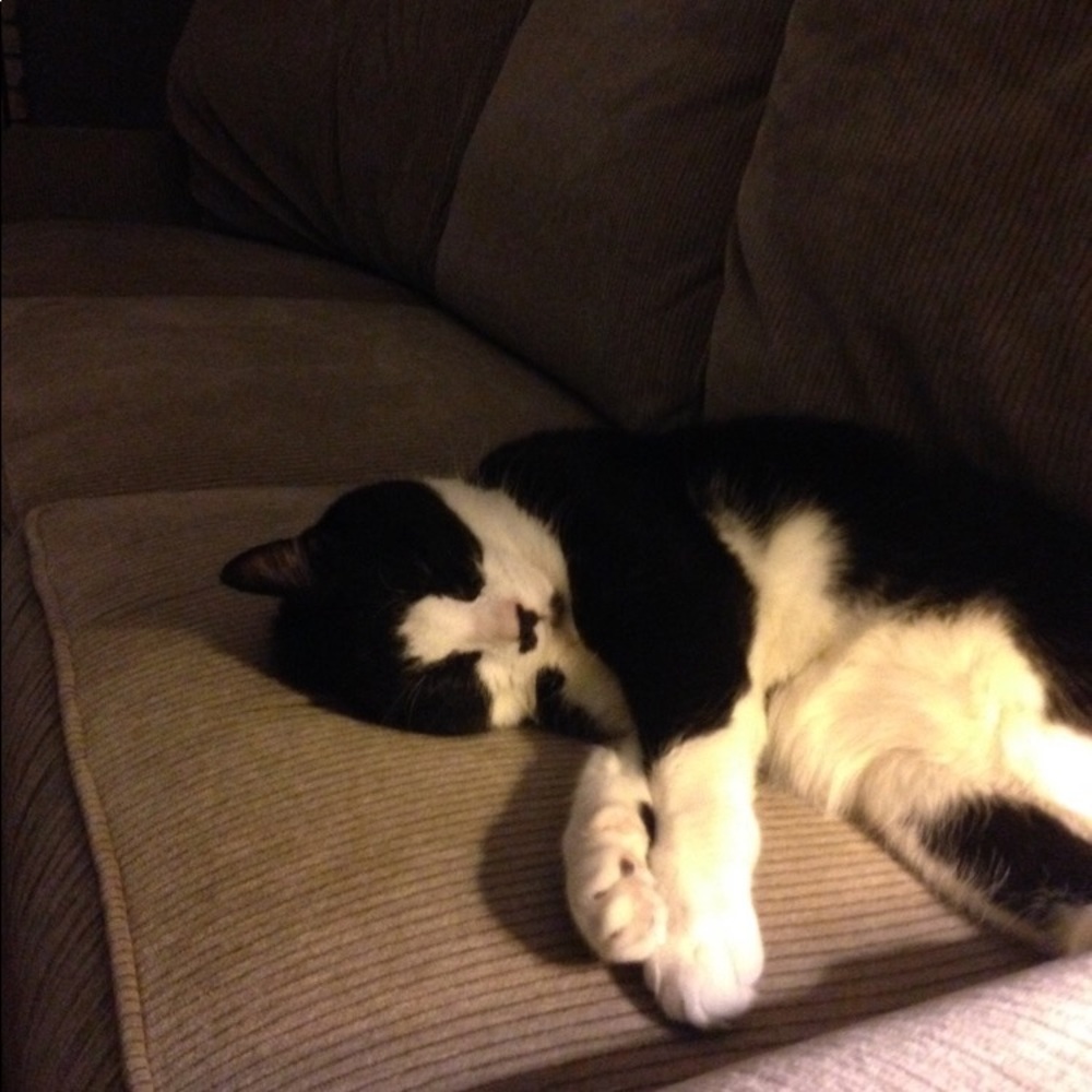 Meet your Posher, Lucy